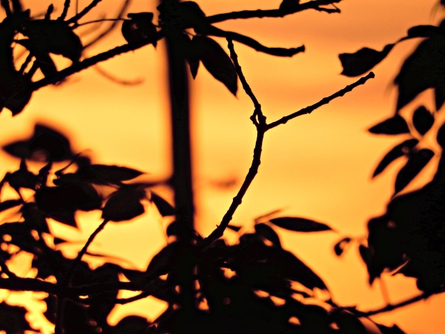 Sunset through branches.jpg