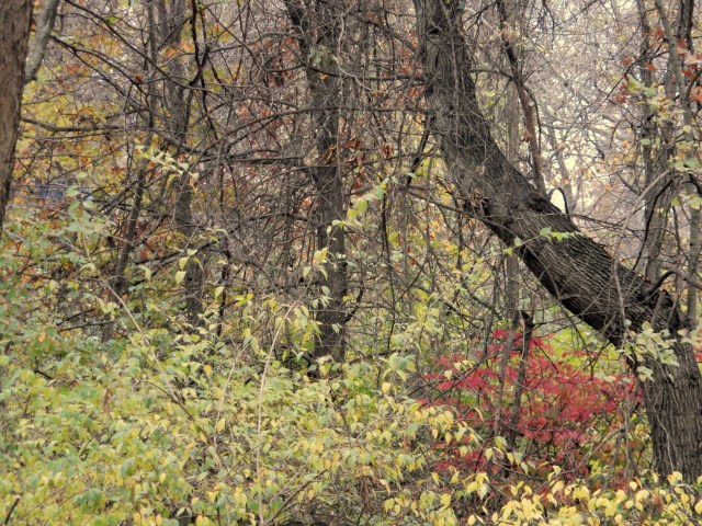 thankgiving-fall-photo