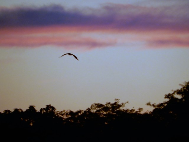Bird in sunrise