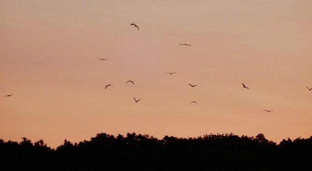 Birds in the sunrise