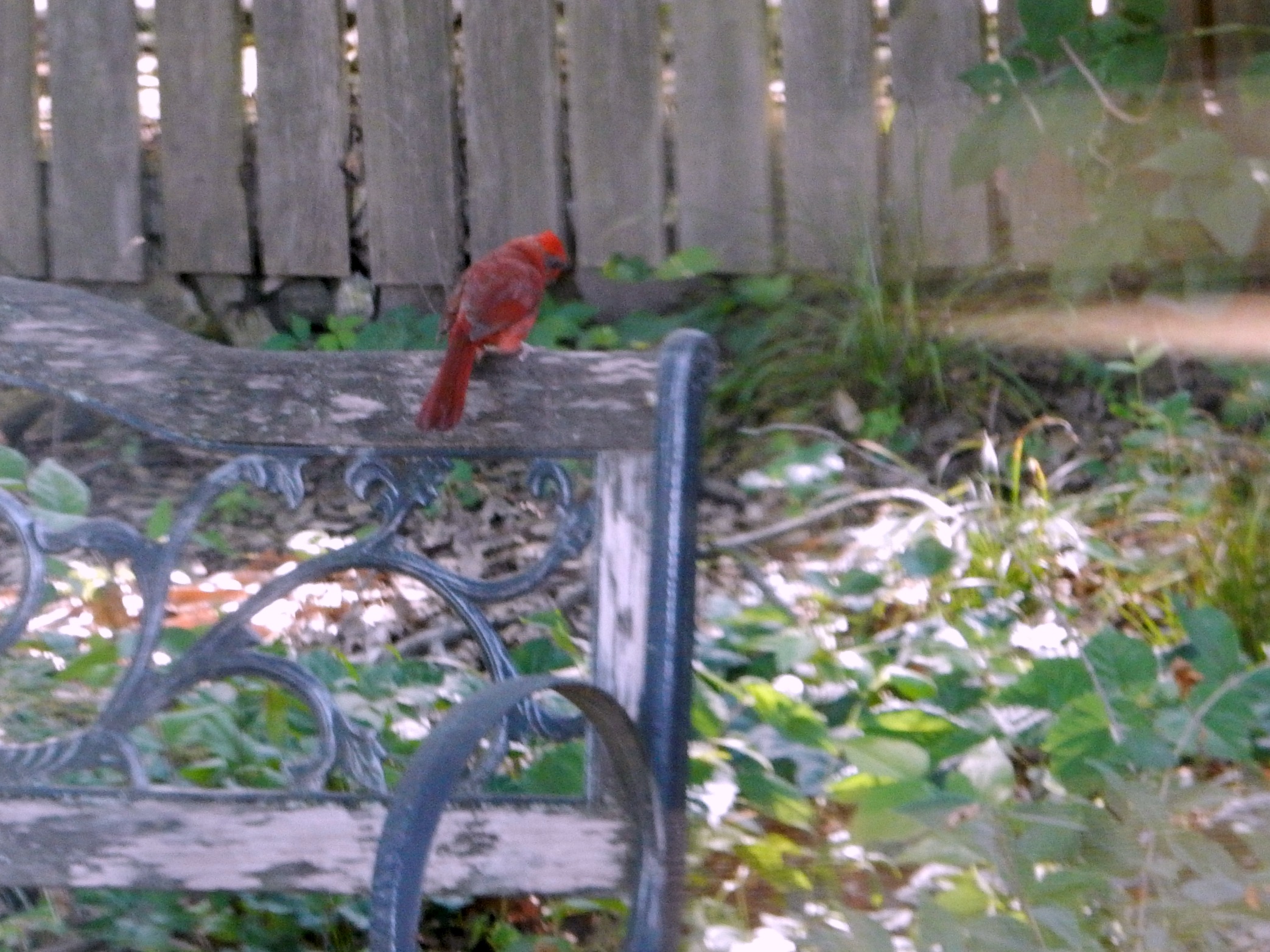 Cardinal on Bench 2