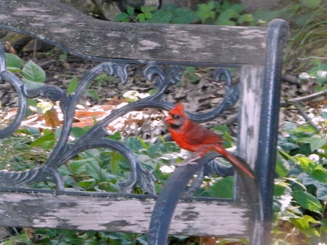 Cardinal on Bench